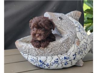 Miniature schnauzer chocolate Puerto Rico