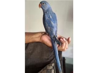 RINGNECK VIOLETA MACHO ADN Puerto Rico