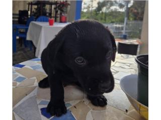 Cachorros de 2 meses buscan hogar Puerto Rico
