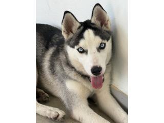 Bella Siberian Husky no bajo de 700$, negocia Puerto Rico