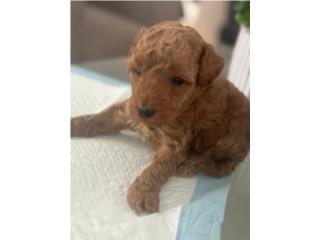 Poodle macho $950 Puerto Rico