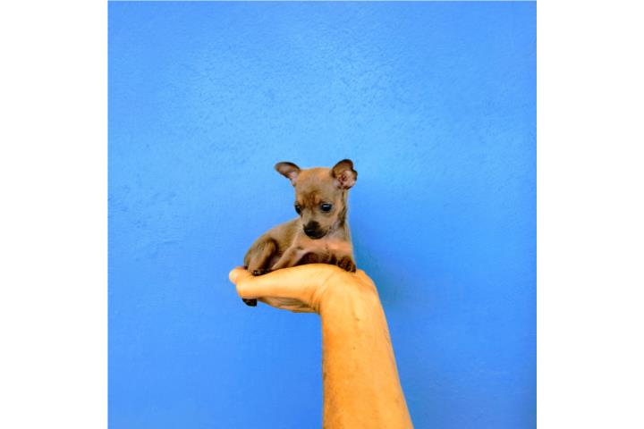 BELLA TOY CHIHUAHUA NENA BLUE FAWN CN PAPELES Puerto Rico