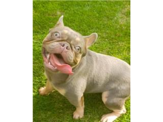 French Bulldog Puerto Rico