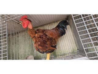 Gallo joven red island Puerto Rico