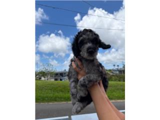 Goldendoodle macho Merle  Puerto Rico
