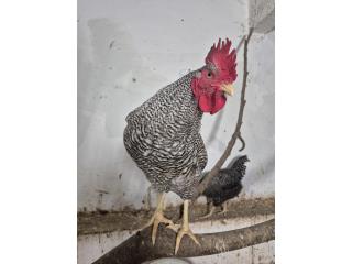 Gallo Pylmouth  Puerto Rico