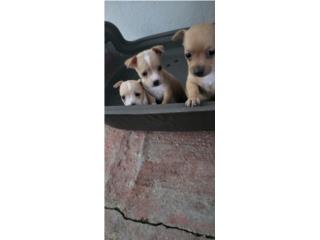 Chihuahua Puerto Rico