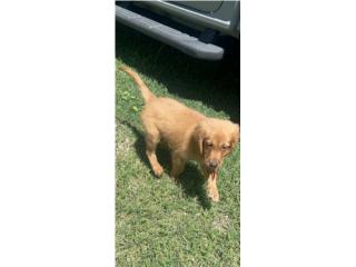 Golden Retriever Hembra  Puerto Rico