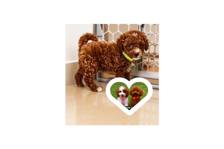Poodle Toys Macho Regalo Graduación  Puerto Rico