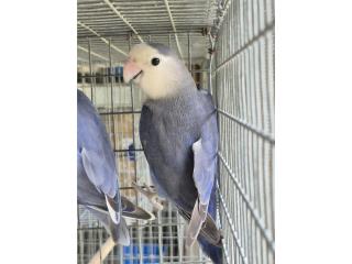Lovebird violeta hembra.  Puerto Rico