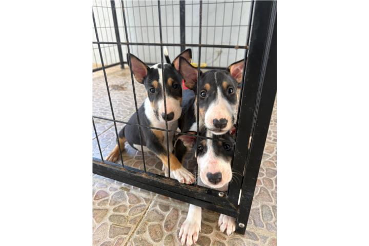 Bull terrier Macho  Puerto Rico