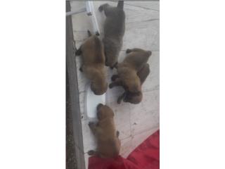 Se Venden  Puerto Rico