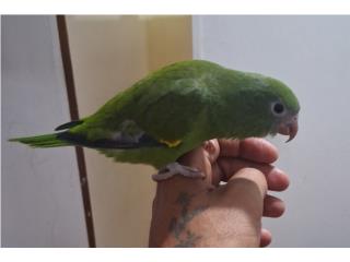Canari Win bebe ya come sola 80 Puerto Rico