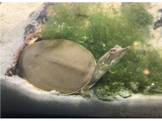 Tortuga caparazón blando Puerto Rico