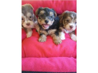 Yorkies en Venta Puerto Rico