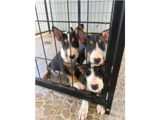 Bullterrier Puerto Rico