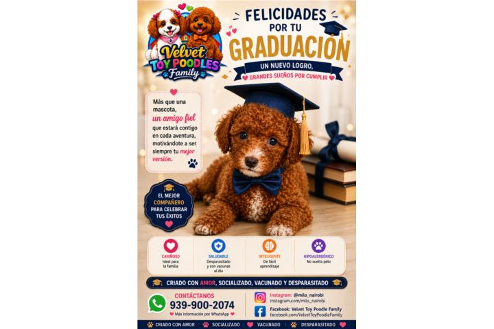 Tiernos Ositos Toy Poodle Macho $1,800 Puerto Rico