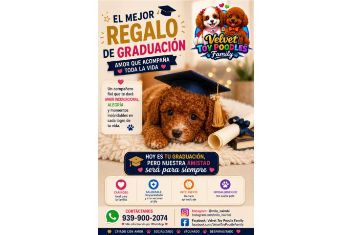 Osito Toy Poodle Red 1700 Puerto Rico