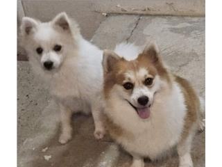 Pomerian 250 omo Puerto Rico