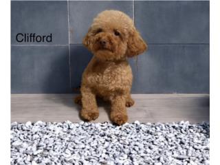 Abierto a servicio toy poodle Puerto Rico