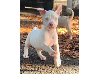 Pitbull  Puerto Rico