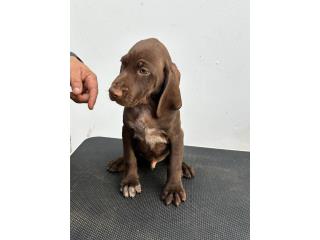 Germán shorthaired pointer  Puerto Rico
