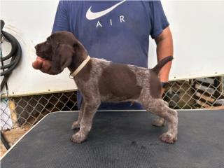 Germán shorthaired pointer  Puerto Rico