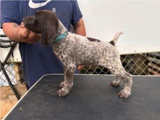 Germán shorthaired pointer  Puerto Rico
