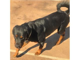 Rottweiler, adopción  Puerto Rico
