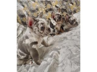 French bulldog Merle Puerto Rico