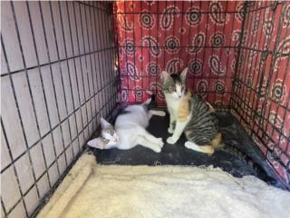 Bellas gatitas de 4 meses GRATIS Puerto Rico