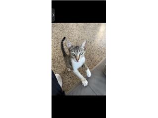 Se regala gatita Puerto Rico