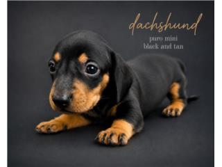 Salchicha (Dachsund) Puerto Rico
