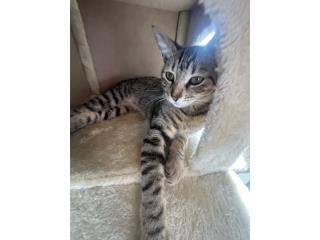 ADOPCI�N - Gata Atrigada �Carini�,  Puerto Rico