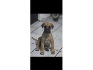 Presa Canario  Puerto Rico