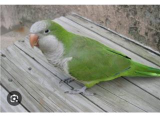 Quaker hembra  Puerto Rico
