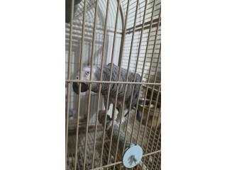 African gray red factor 5000 Puerto Rico