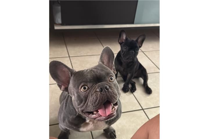 Oferta (los 2 x $1,900)frenchy nena y nene  Puerto Rico