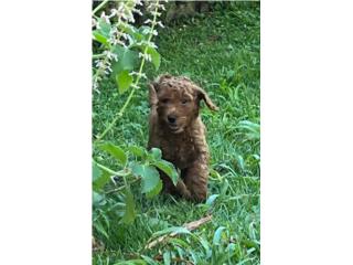 Poodle Puppies hermosura! $900 OMO 7 Semanas  Puerto Rico