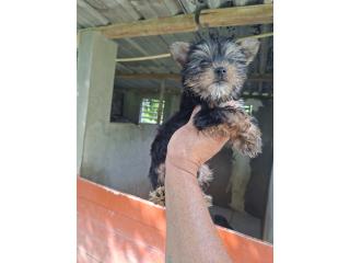 Yorkie hembra  Puerto Rico