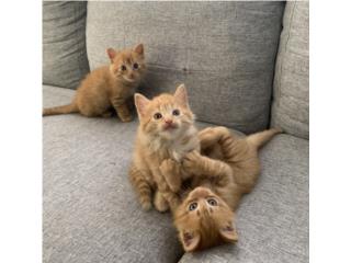 Gatitos  Puerto Rico