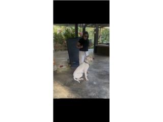 Dogos argentinos  Puerto Rico