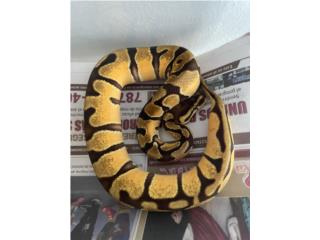 Ball Python Enchi Orange Dream ??% het pied Puerto Rico
