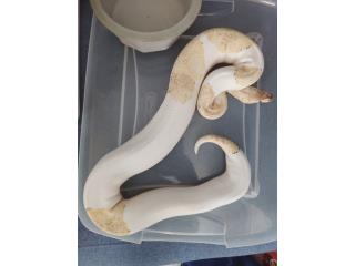 Bp Dragónfly Pied 0.1(hembra) Puerto Rico