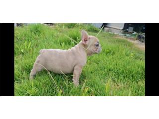 Perrita French hembra  Puerto Rico