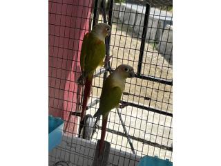 Pareja de Green Cheek Puerto Rico