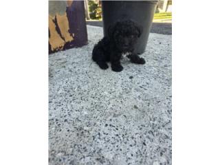 Hermosa toy poodle Puerto Rico