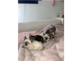 �AD�PTAME! Adorables Siameses y Tortoise  Puerto Rico