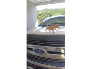 Chihuahua macho Puerto Rico