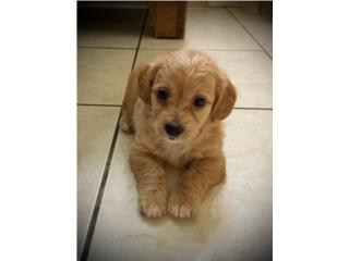Toy poodle macho  Puerto Rico